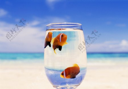 水晶玻璃杯里的三条鱼图片