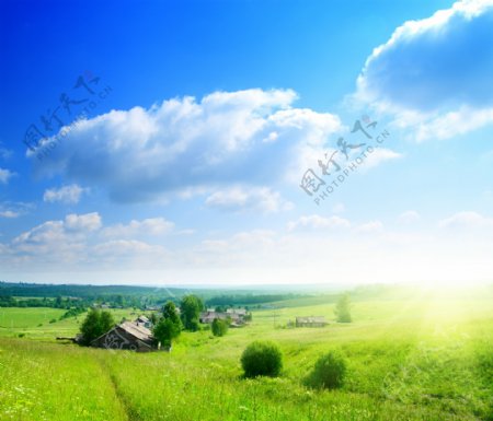阳光下的草地景色图片