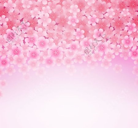 粉色樱花花朵