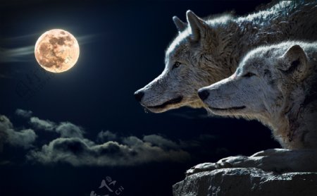 夜景狼望月