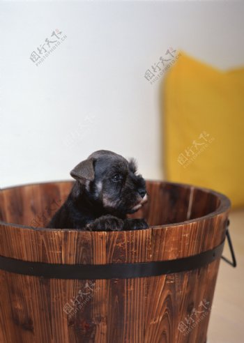 躲在木桶里的小狗狗图片