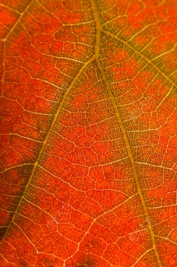 秋天红叶纹理背景图片