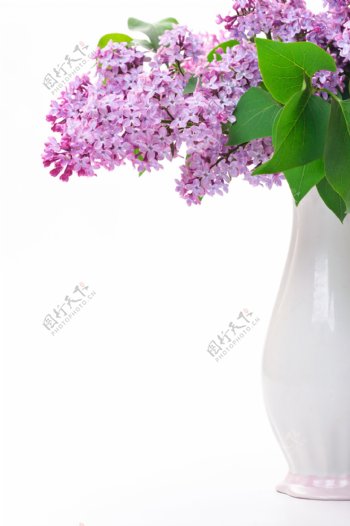 花瓶里的紫色花朵图片