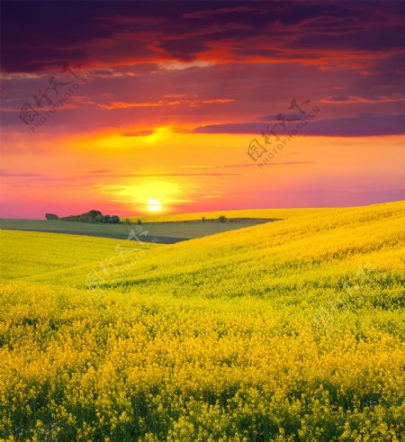 油菜花与夕阳美景图片