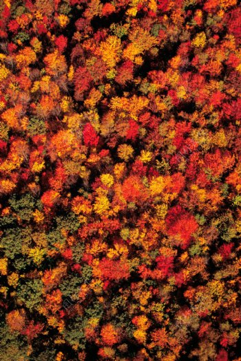 秋天的枫树林摄影图片