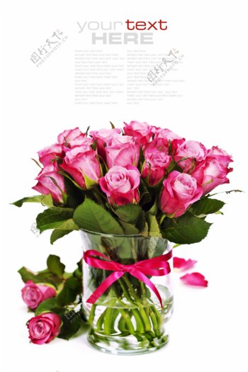 美丽粉红玫瑰花图片