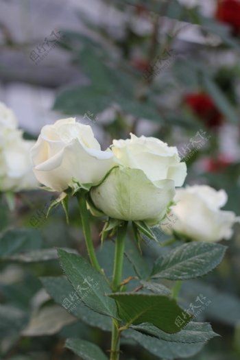 鲜艳白色玫瑰花图片