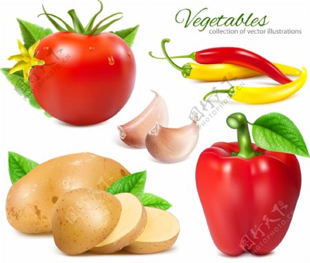 蔬菜设计图