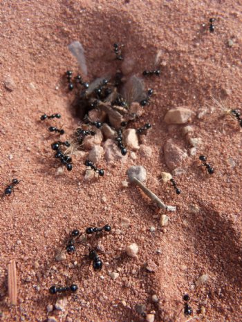 地面黑蚂蚁图片