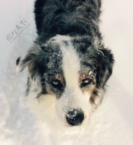 雪地宠物狗狗图片