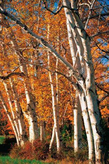 秋天枫树林摄影高清图片