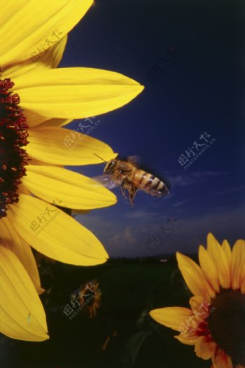 向日葵中采蜜的小蜜蜂
