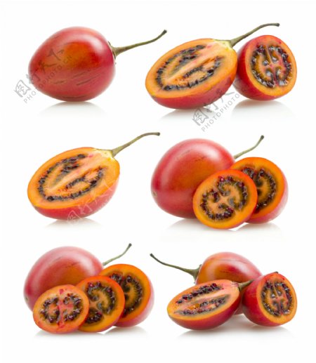 新鲜番茄树图片
