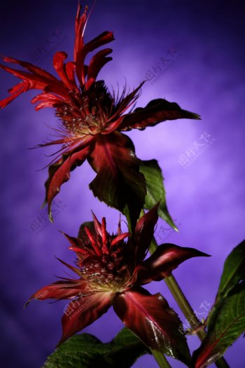 暗红色植物花朵