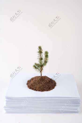 纸张上的泥土植物图片
