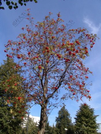 秋天红色果子树