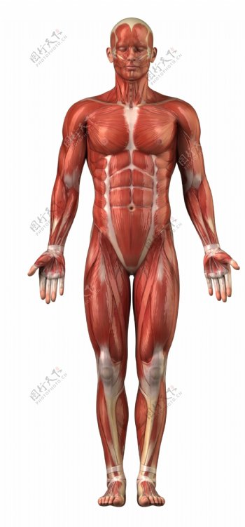 人体肌肉组织结构图片