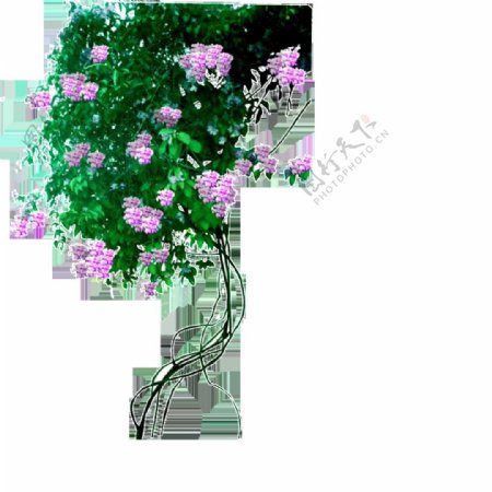 藤蔓粉色花朵藤枝素材