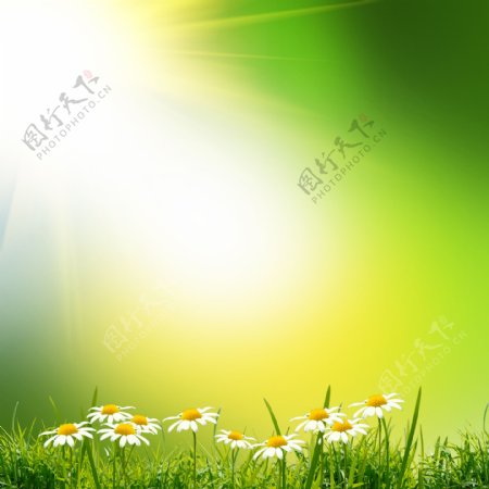 小花与绿色梦幻背景图片