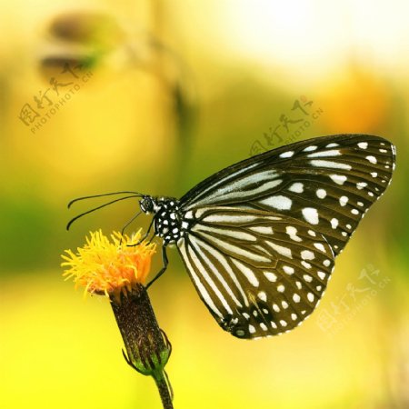 黄色鲜花蝴蝶摄影
