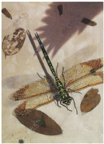 高清手绘蜻蜓图片