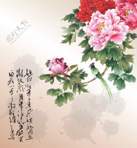 富贵花开