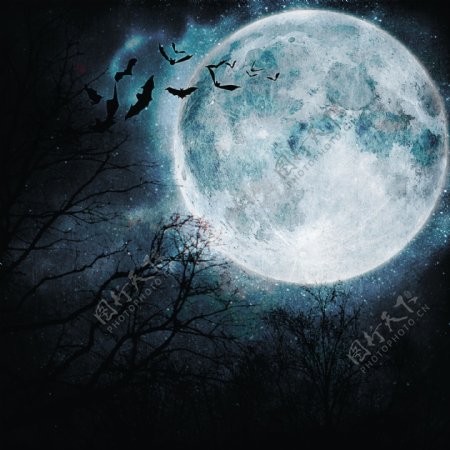 万圣节夜晚月亮图片