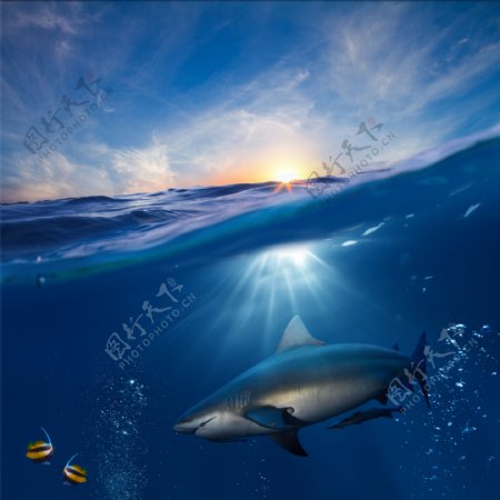 海洋里的鲨鱼图片