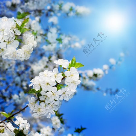 蓝天下的梨花图片