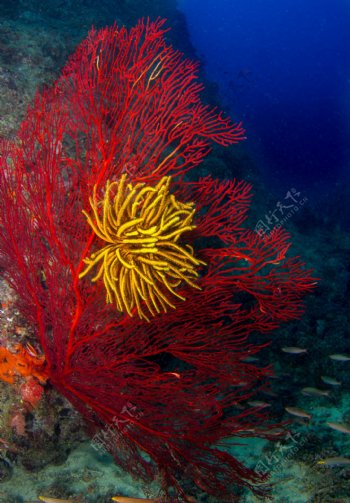 红色珊瑚素材