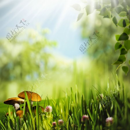 绿叶草地蘑菇风景