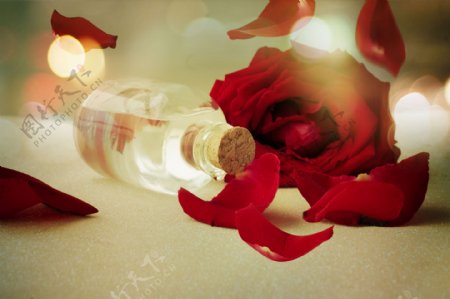 光斑玫瑰花香油图片