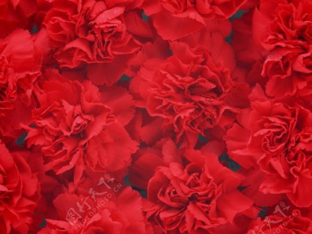 红色康乃馨花卉图片