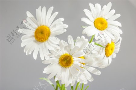 盛开的白色雏菊