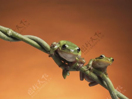趴在树枝上的两只小青蛙