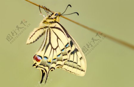 燕尾蝴蝶图片