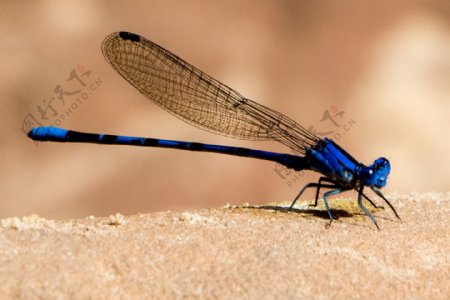 高清蓝色蜻蜓图片