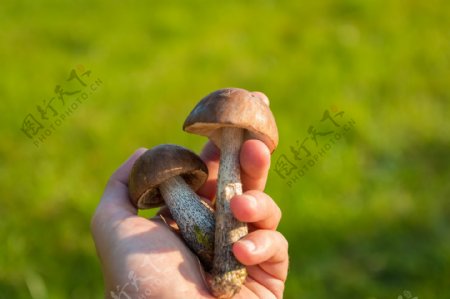 中毒蘑菇