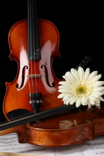 小提琴高清图片素材