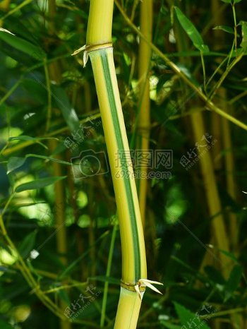 竹林里的黄色竹竿