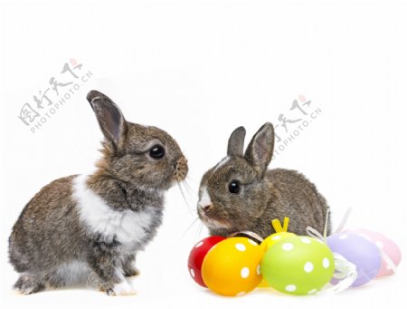 可爱兔子与彩蛋图片