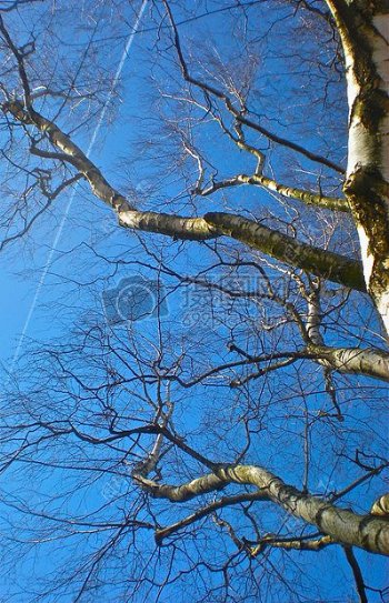 蓝天白云与树木