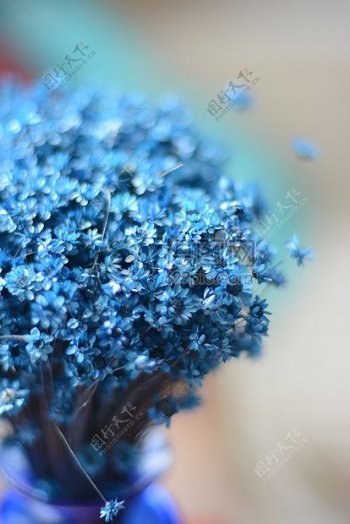 一簇蓝色的花朵
