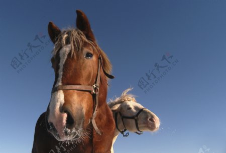 马匹摄影