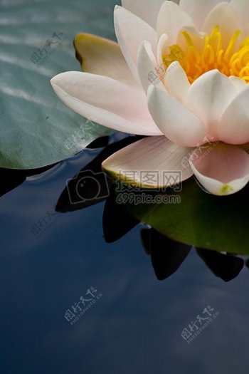 池塘里盛开的莲花