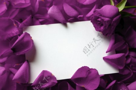 紫玫瑰花卡片图片