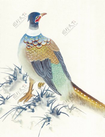 花鸟中国画38
