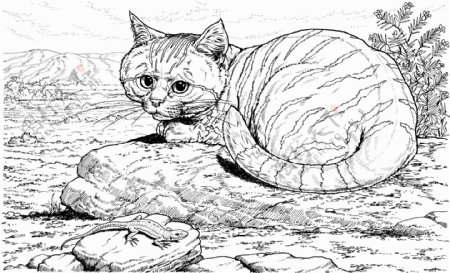 猫科动物素描