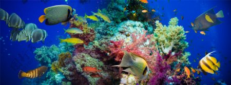 海底游鱼珊瑚图片