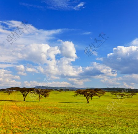 非洲草原风光高清图片